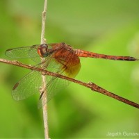 Neurothemis intermedia Rambur, 1842